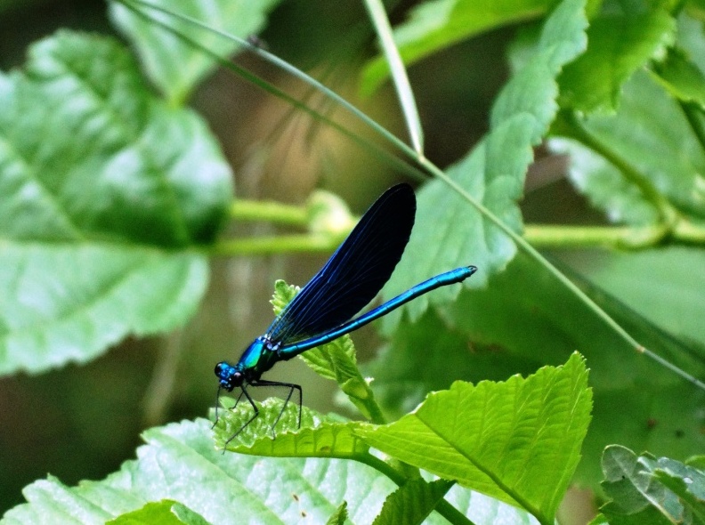 hans dornseiffen natuurfoto's