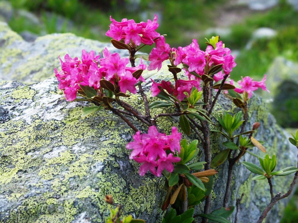 hans dornseiffen natuurfoto's