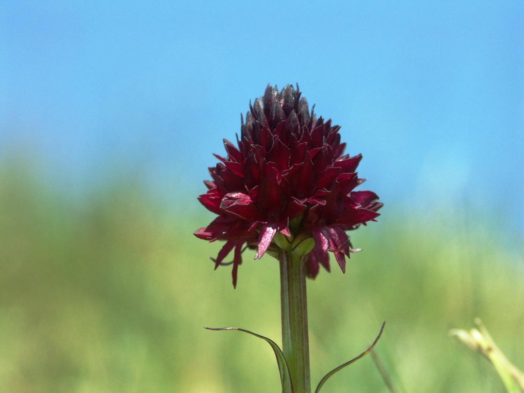 hans dornseiffen natuurfoto's