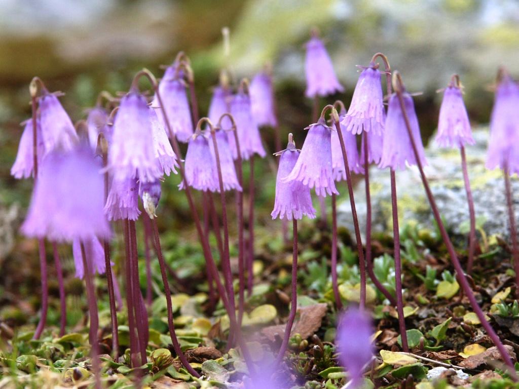 hans dornseiffen natuurfoto's