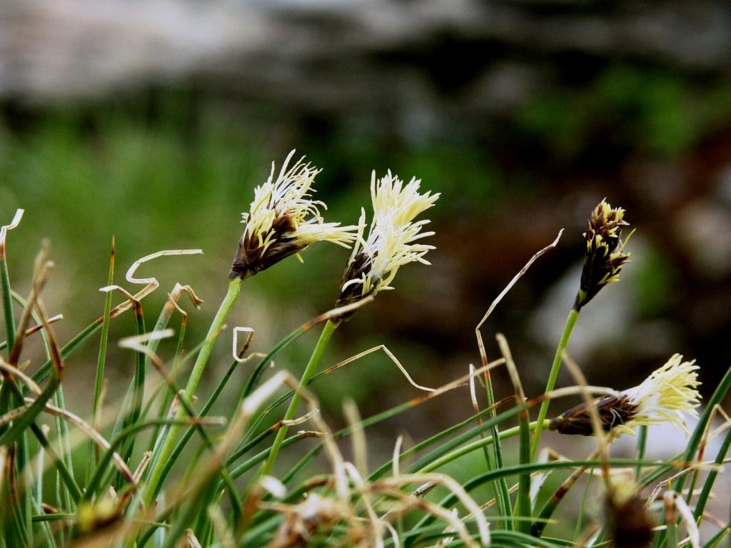 hans dornseiffen natuurfoto's