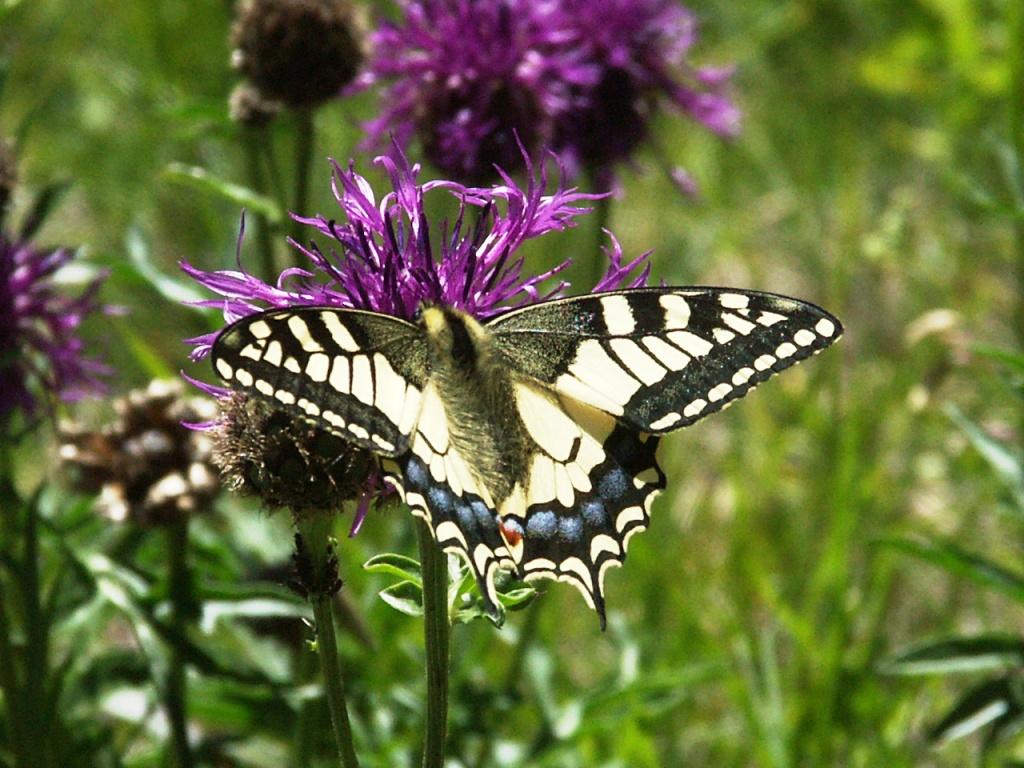 hans dornseiffen natuurfoto's