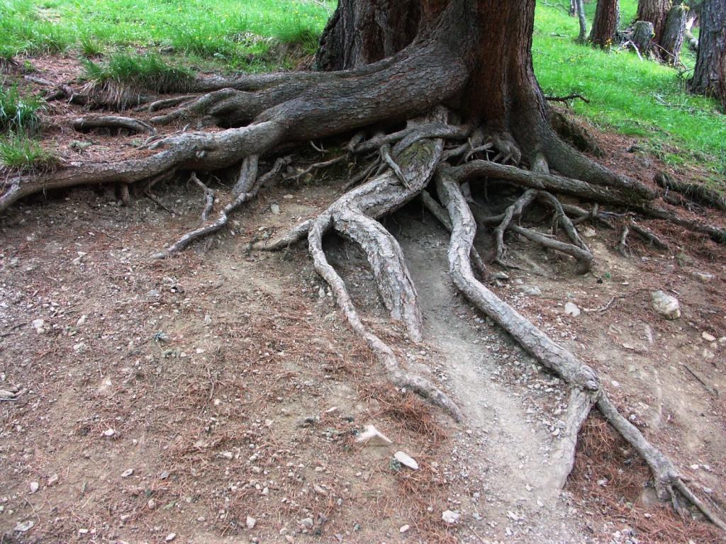 hans dornseiffen natuurfoto's