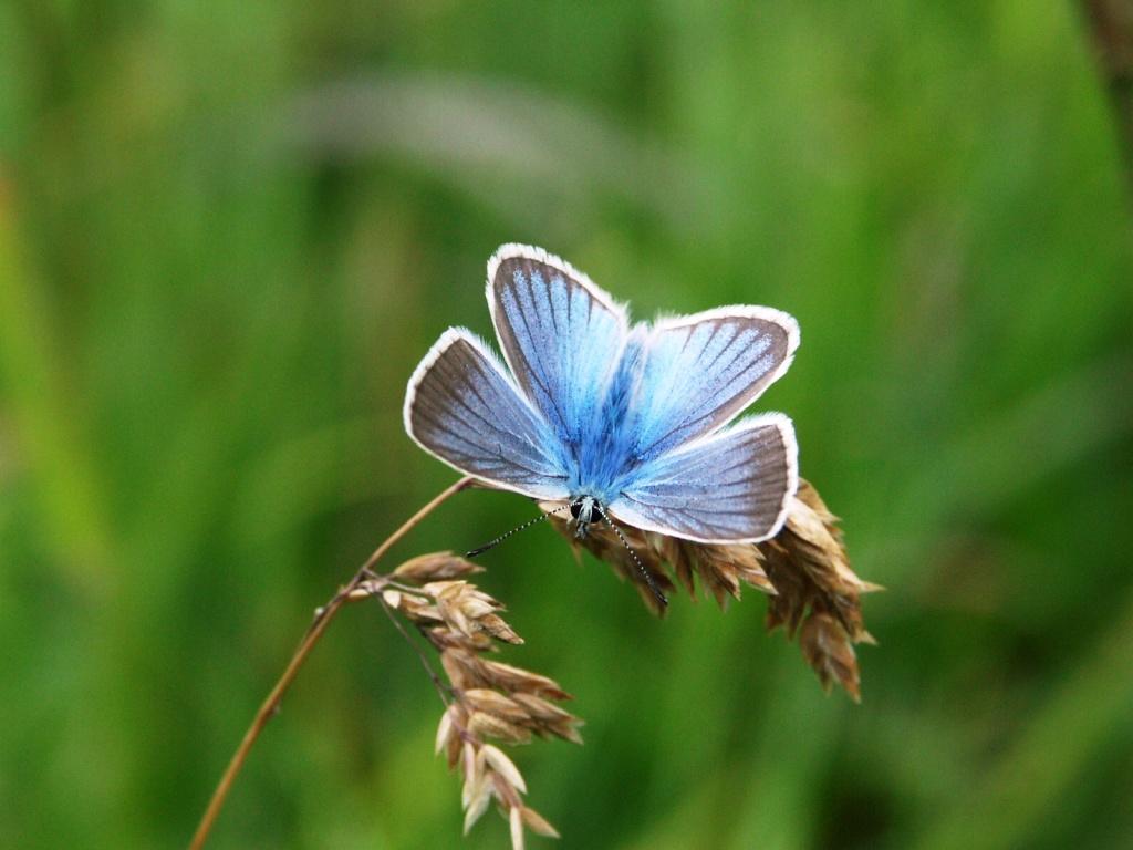 hans dornseiffen natuurfoto's