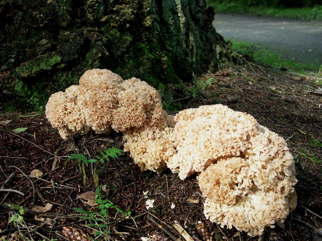 hans dornseiffen natuurfoto's