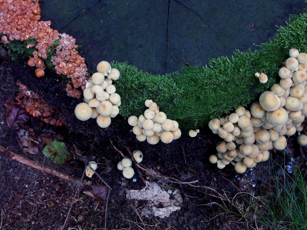 hans dornseiffen natuurfoto's