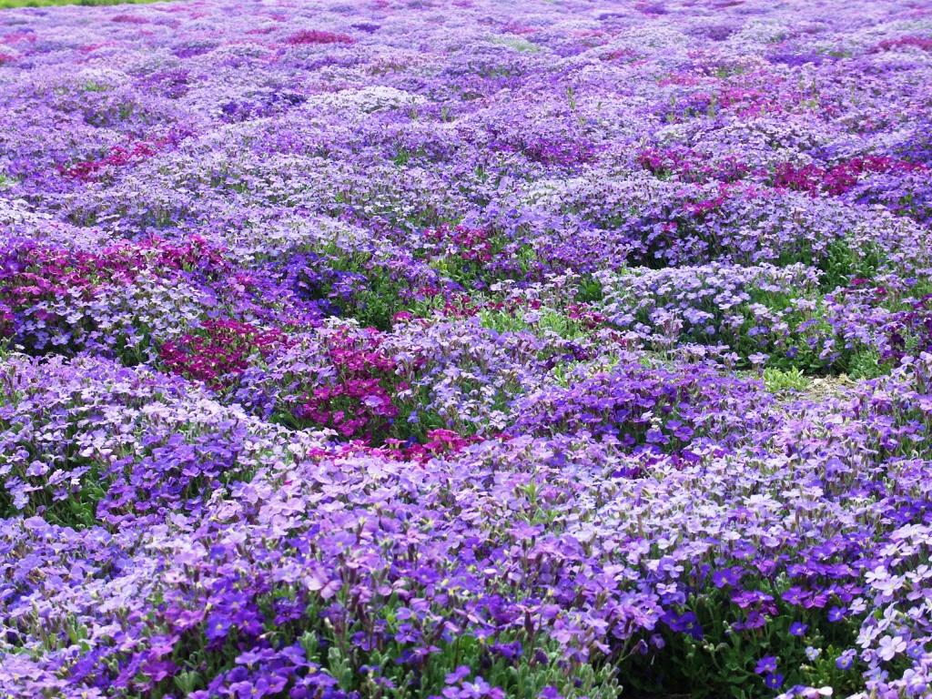 hans dornseiffen natuurfoto's