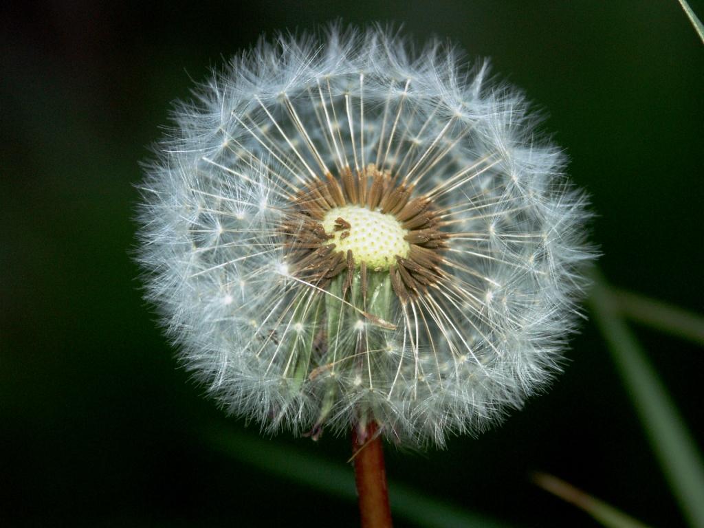 hans dornseiffen natuurfoto's