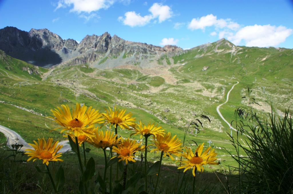 hans dornseiffen natuurfoto's