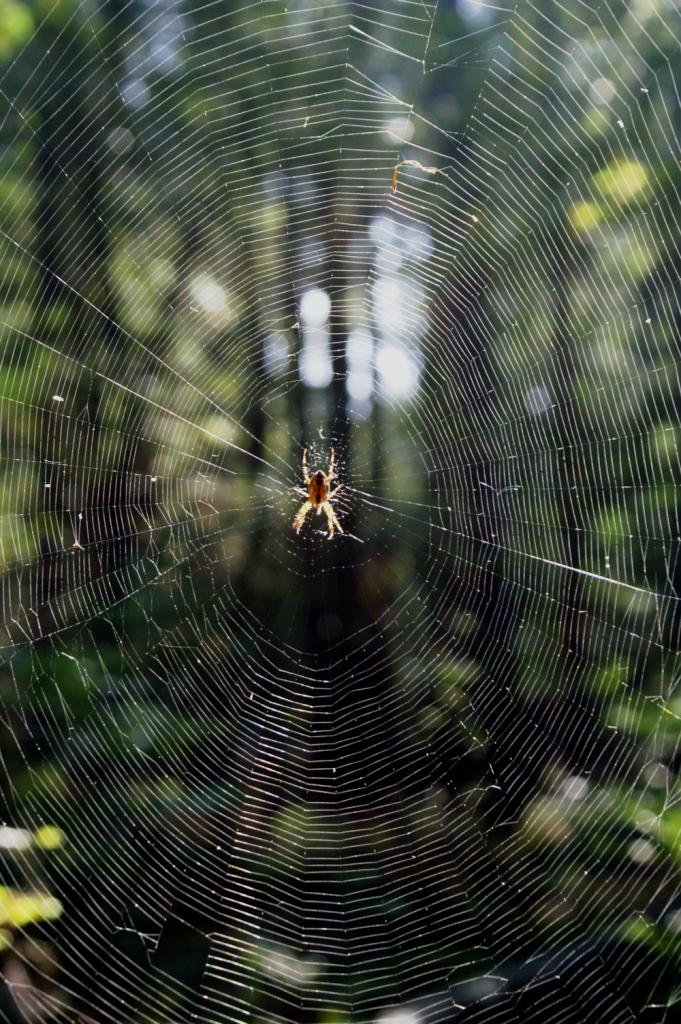 hans dornseiffen natuurfoto's