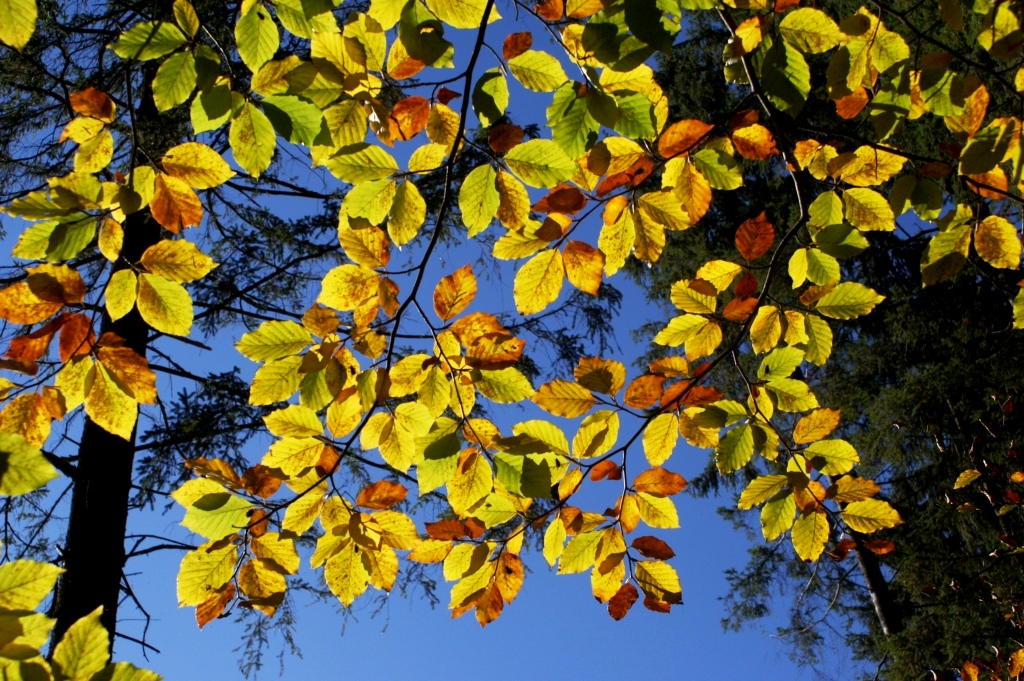 hans dornseiffen natuurfoto's