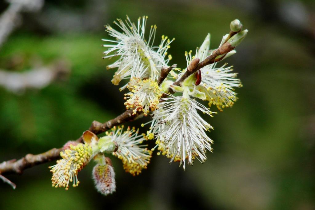 hans dornseiffen natuurfoto's