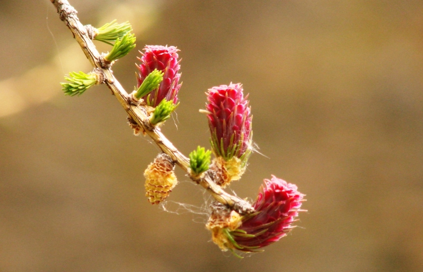 hans dornseiffen natuurfoto's