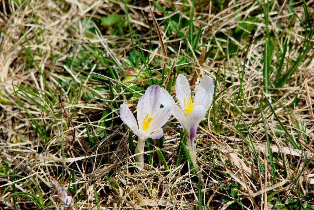 hans dornseiffen natuurfoto's