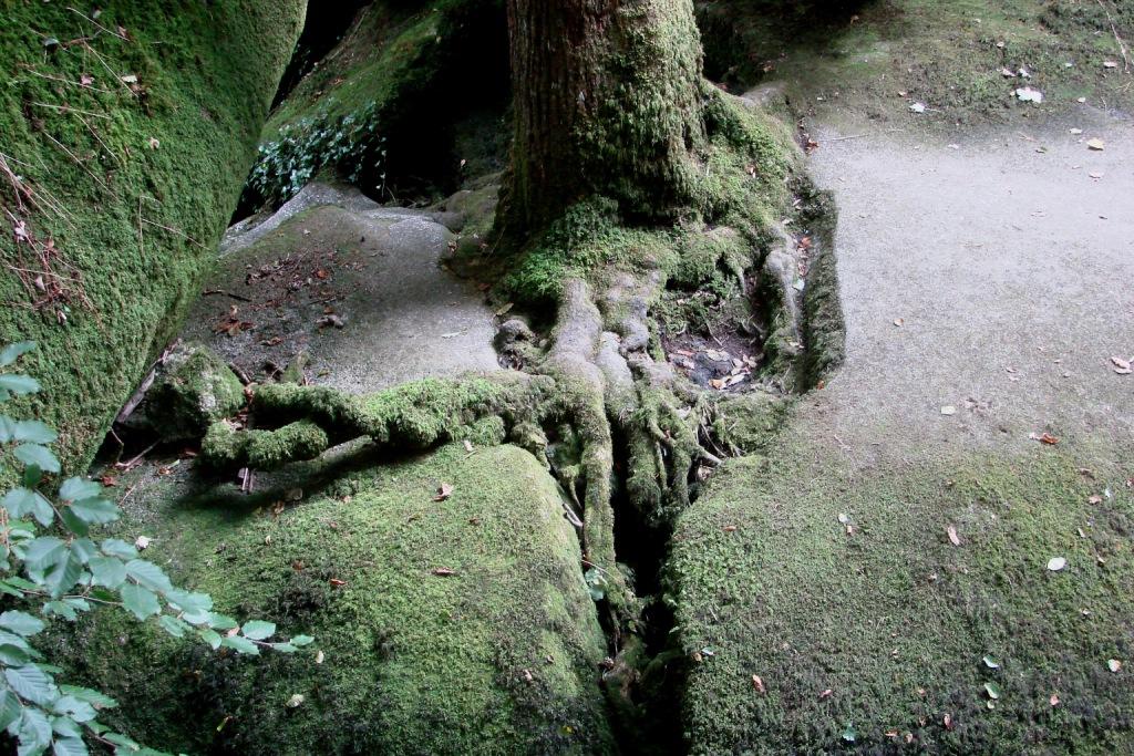 hans dornseiffen natuurfoto's