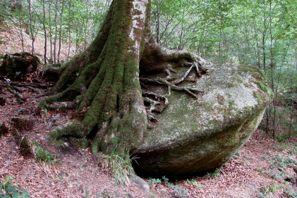 hans dornseiffen natuurfoto's