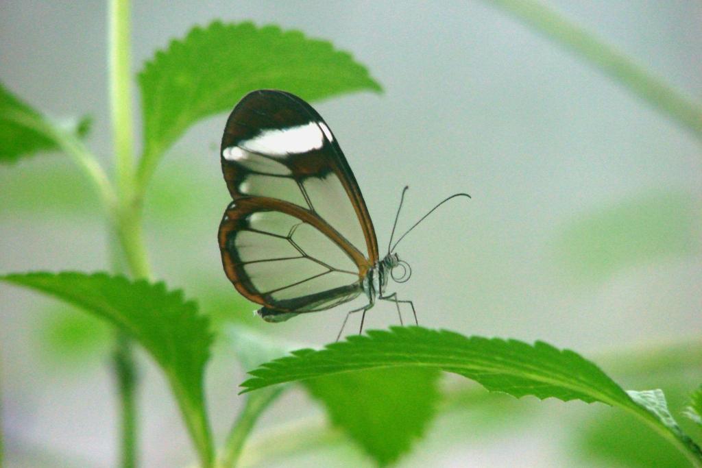 hans dornseiffen natuurfoto's