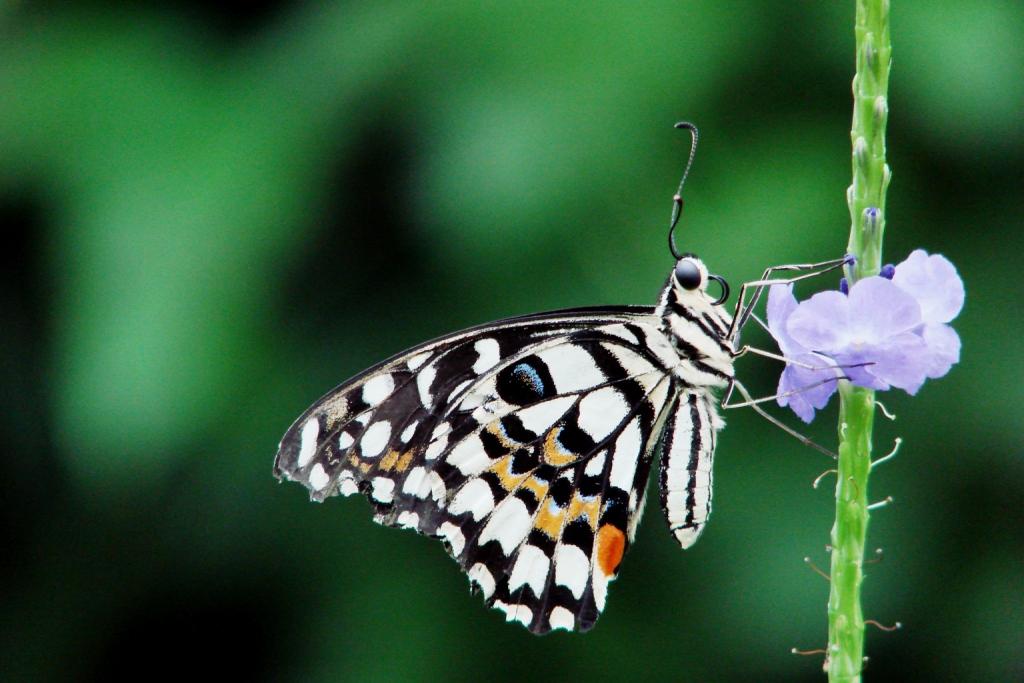 hans dornseiffen natuurfoto's