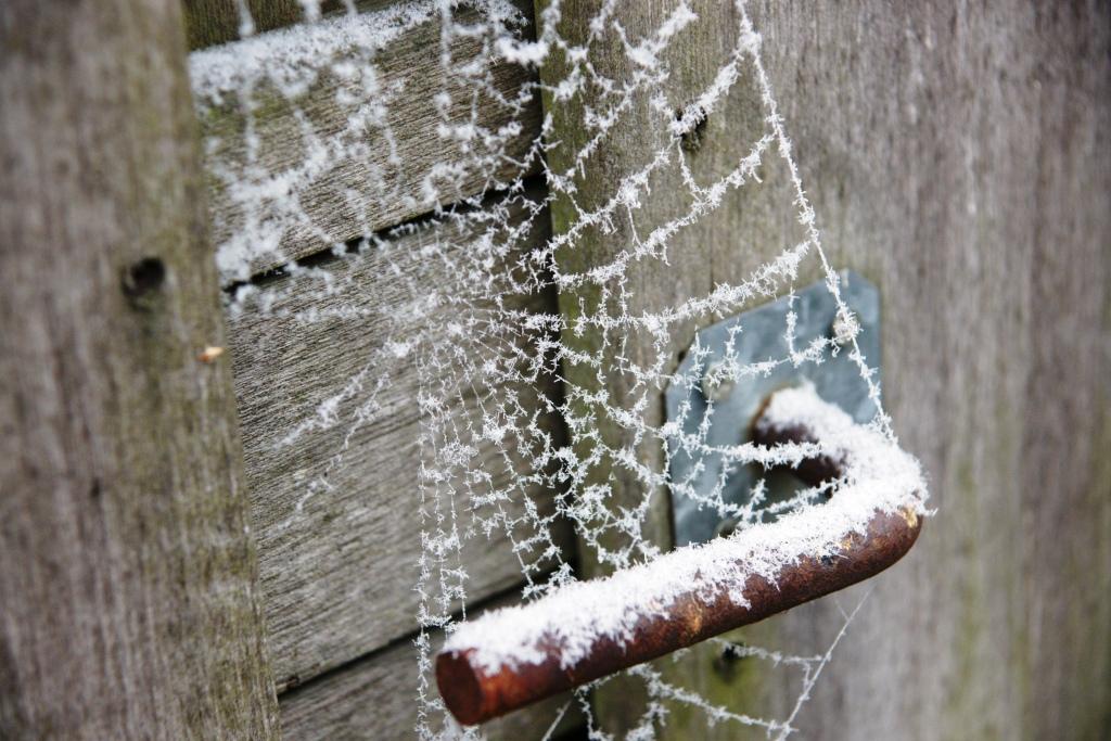 hans dornseiffen natuurfoto's