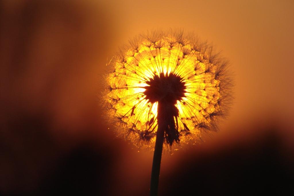 hans dornseiffen natuurfoto's