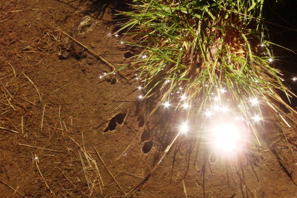 hans dornseiffen natuurfoto's