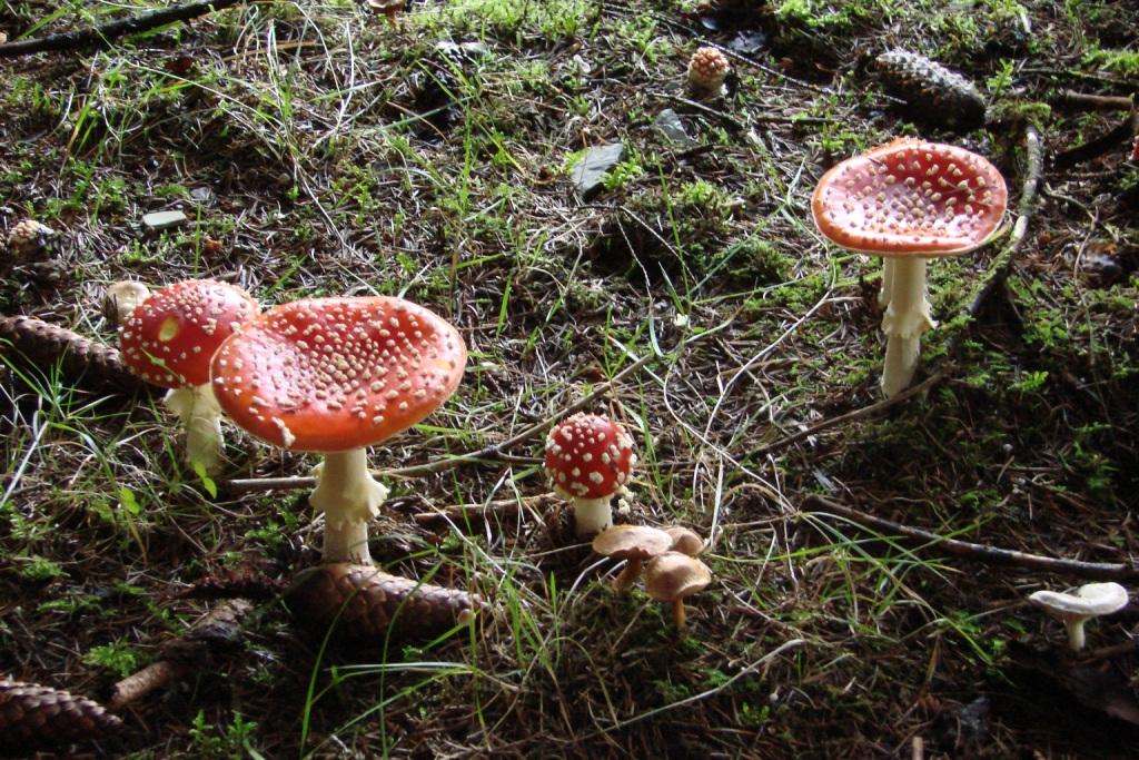 hans dornseiffen natuurfoto's