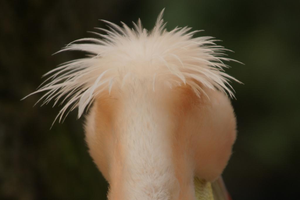 hans dornseiffen natuurfoto's