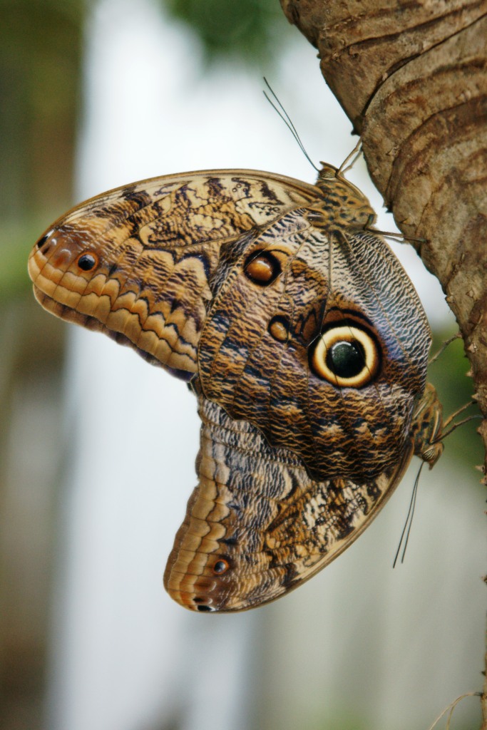 hans dornseiffen natuurfoto's