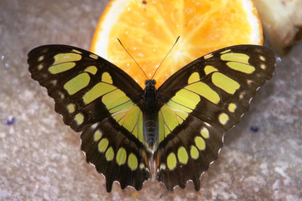 hans dornseiffen natuurfoto's