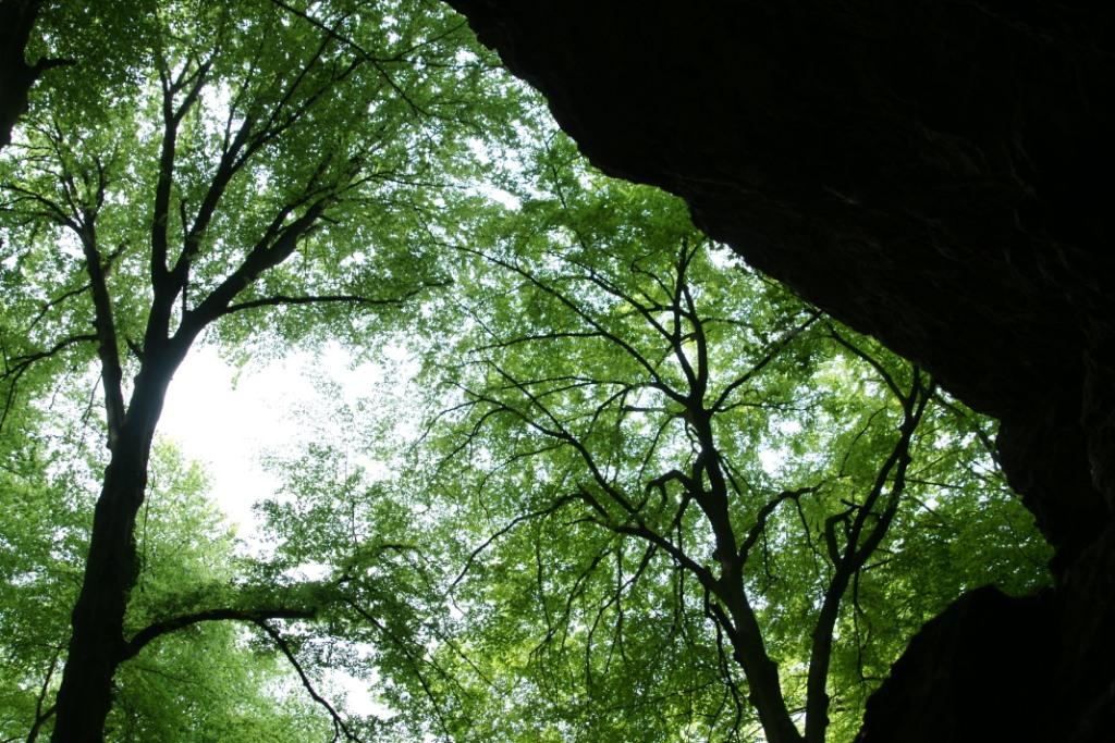 hans dornseiffen natuurfoto's