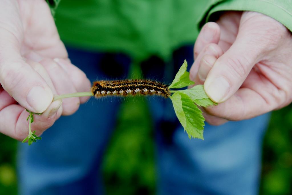 hans dornseiffen natuurfoto's