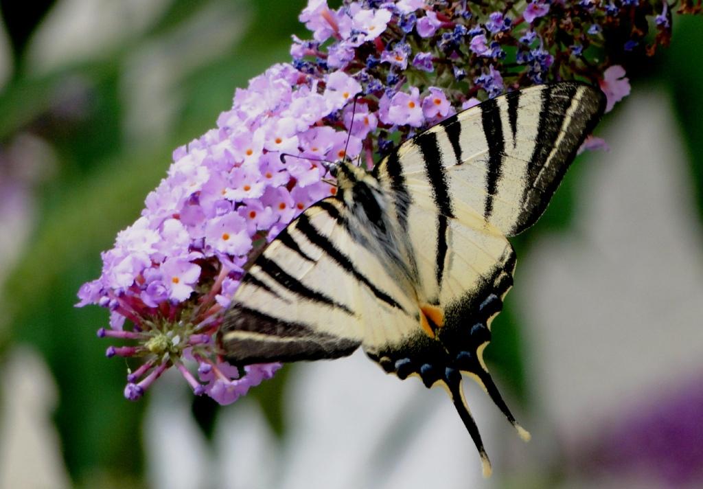 hans dornseiffen natuurfoto's