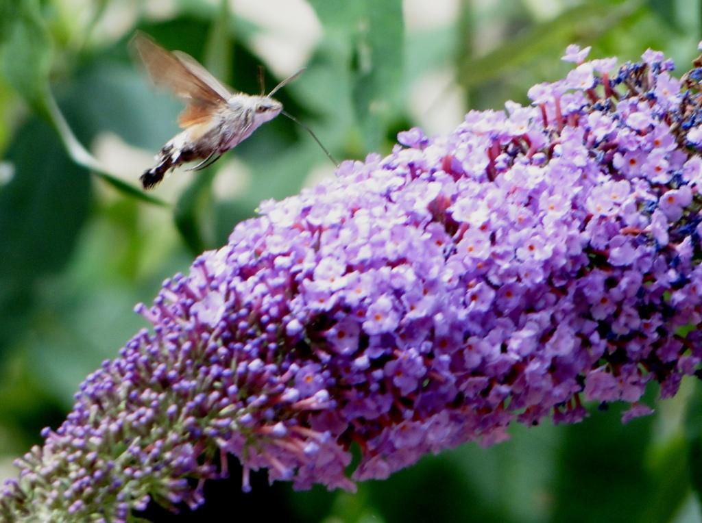 hans dornseiffen natuurfoto's