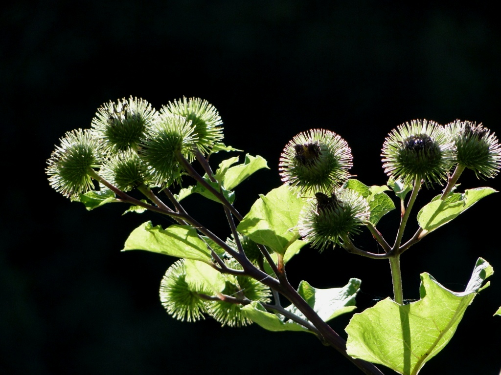 hans dornseiffen natuurfoto's