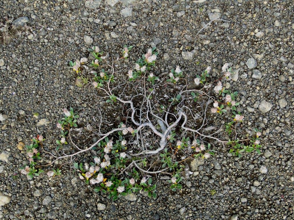 hans dornseiffen natuurfoto's boom op ijsland