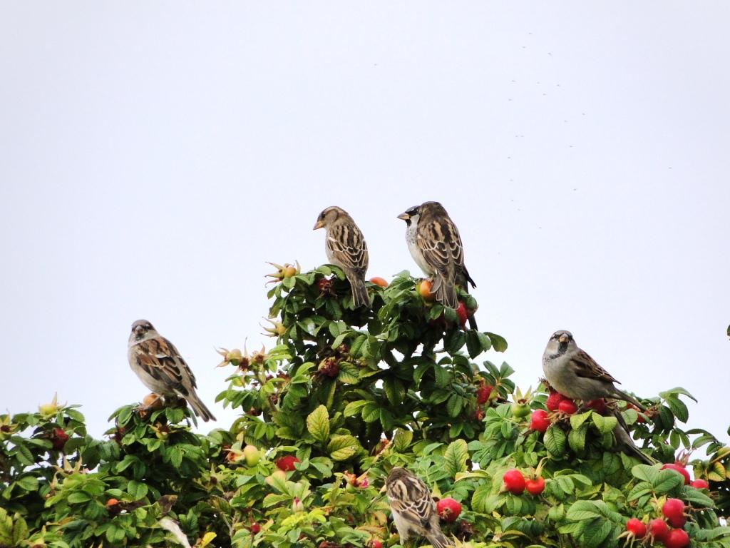 hans dornseiffen natuurfoto's