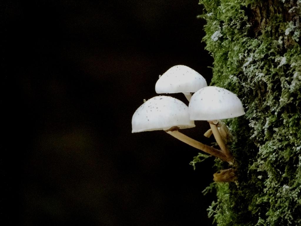 hans dornseiffen natuurfoto's