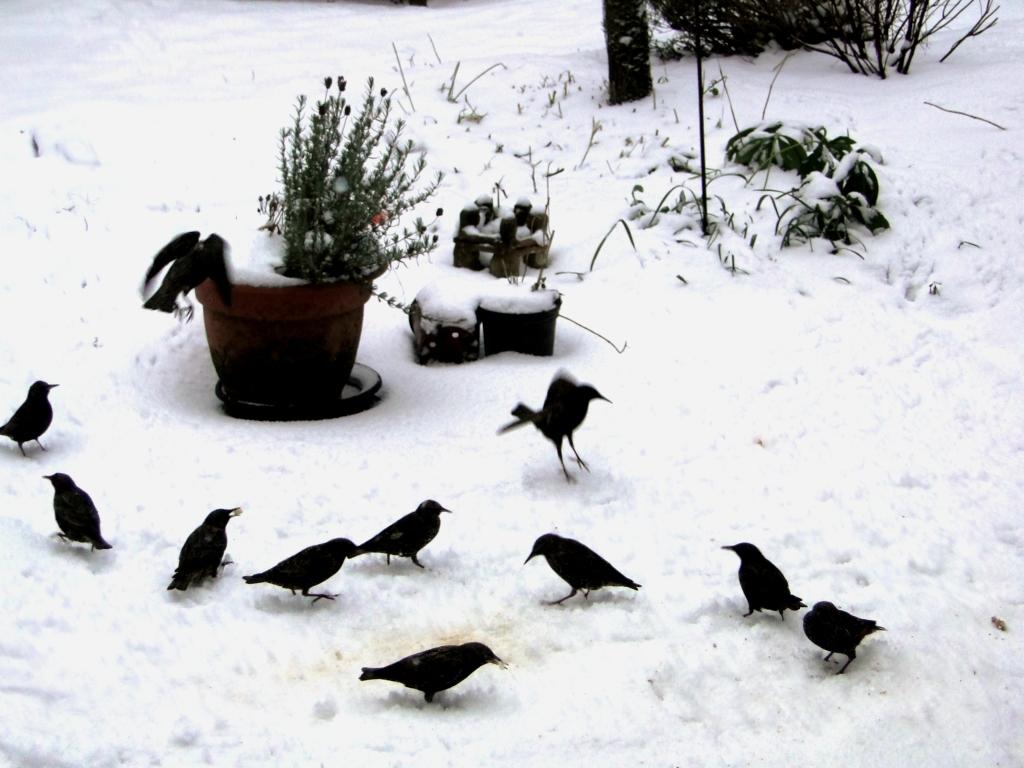 hans dornseiffen natuurfoto's