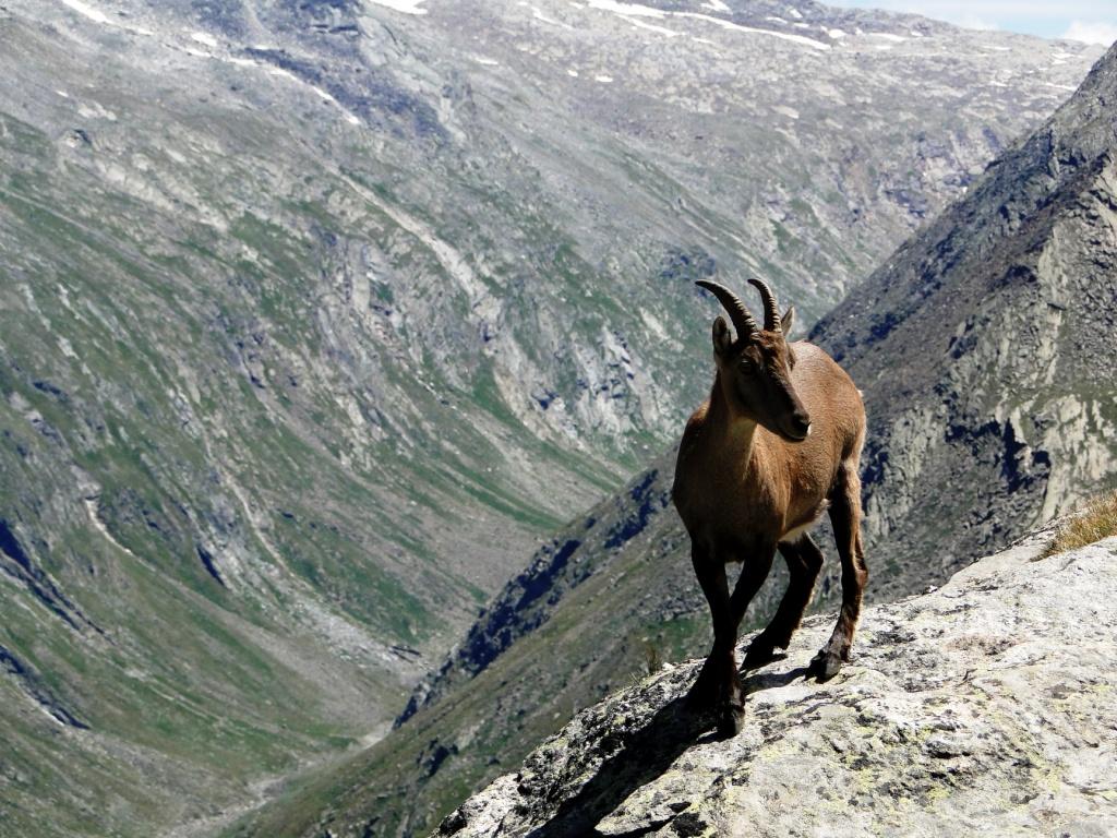 hans dornseiffen natuurfoto's