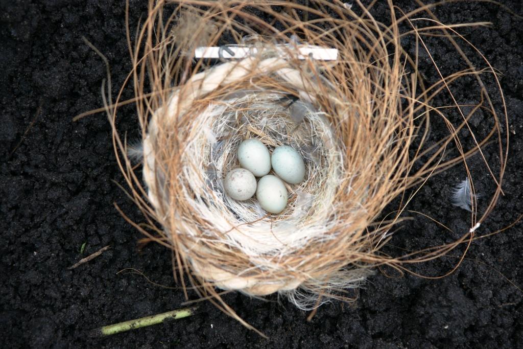 hans dornseiffen natuurfoto's kraaiennest