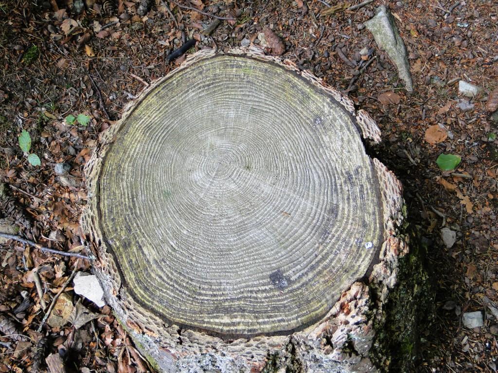 hans dornseiffen natuurfoto's