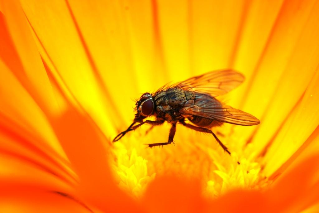 hans dornseiffen natuurfoto's