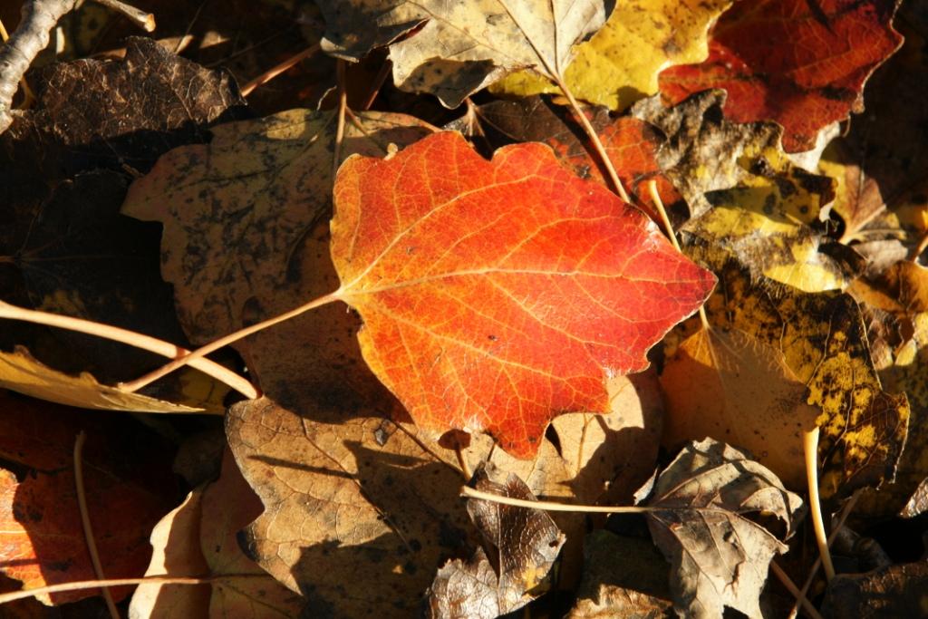 hans dornseiffen natuurfoto's