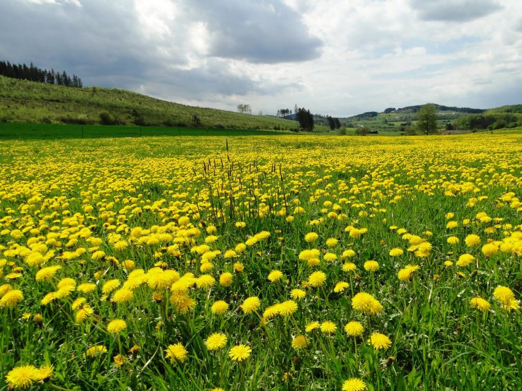 hans dornseiffen natuurfoto's