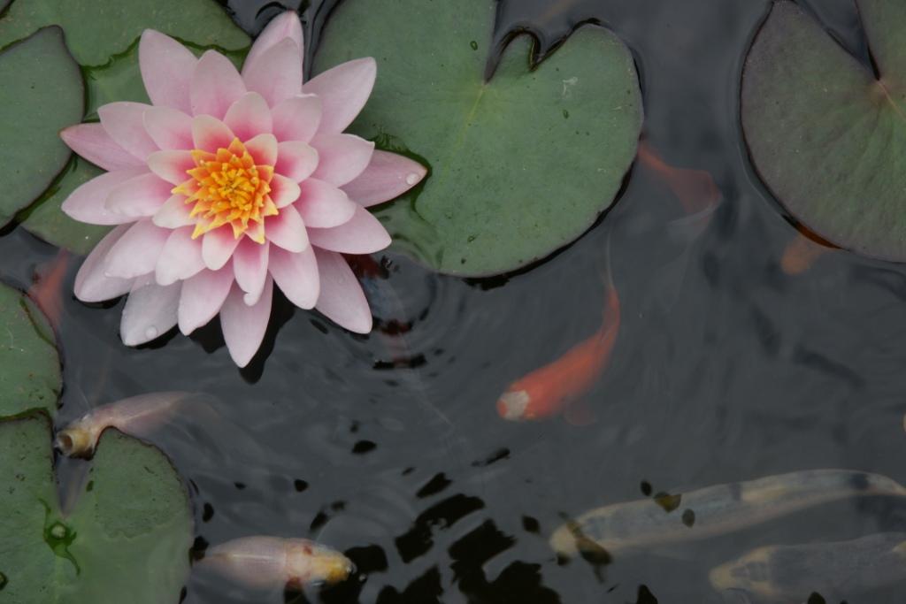 hans dornseiffen natuurfoto's