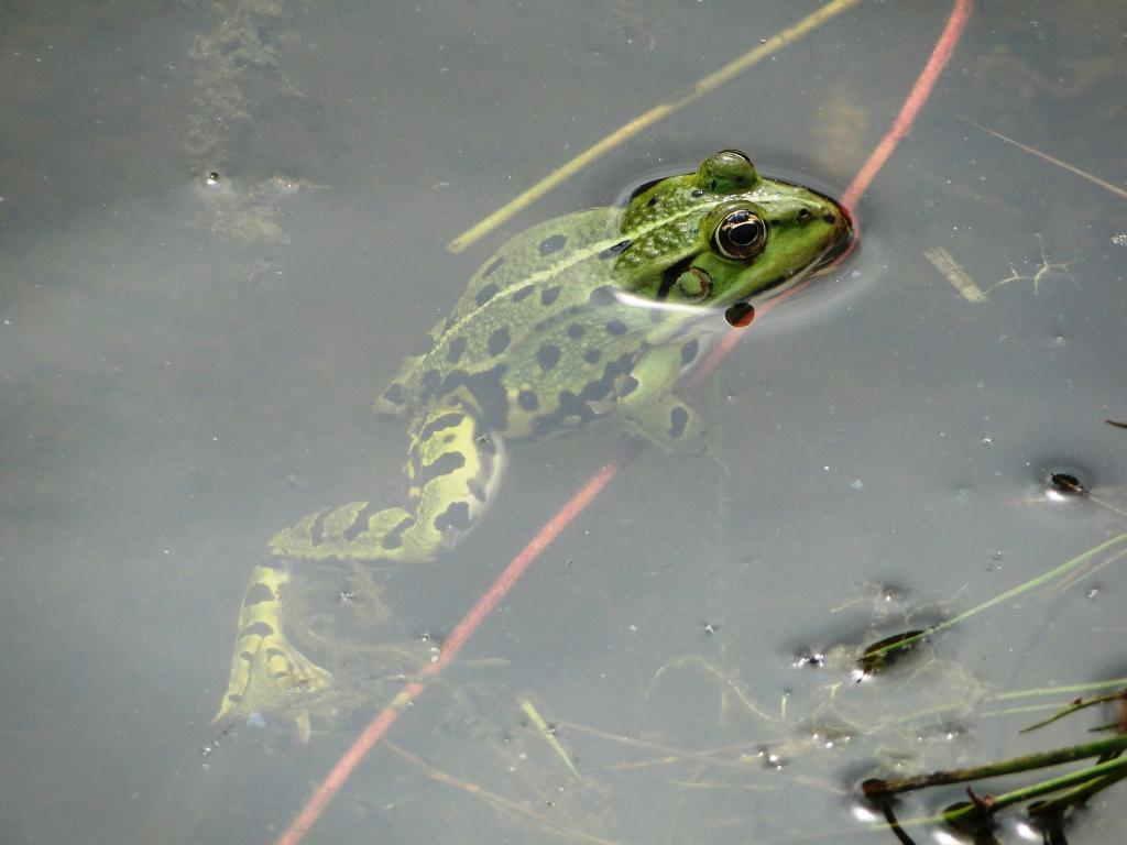 hans dornseiffen natuurfoto's kikker