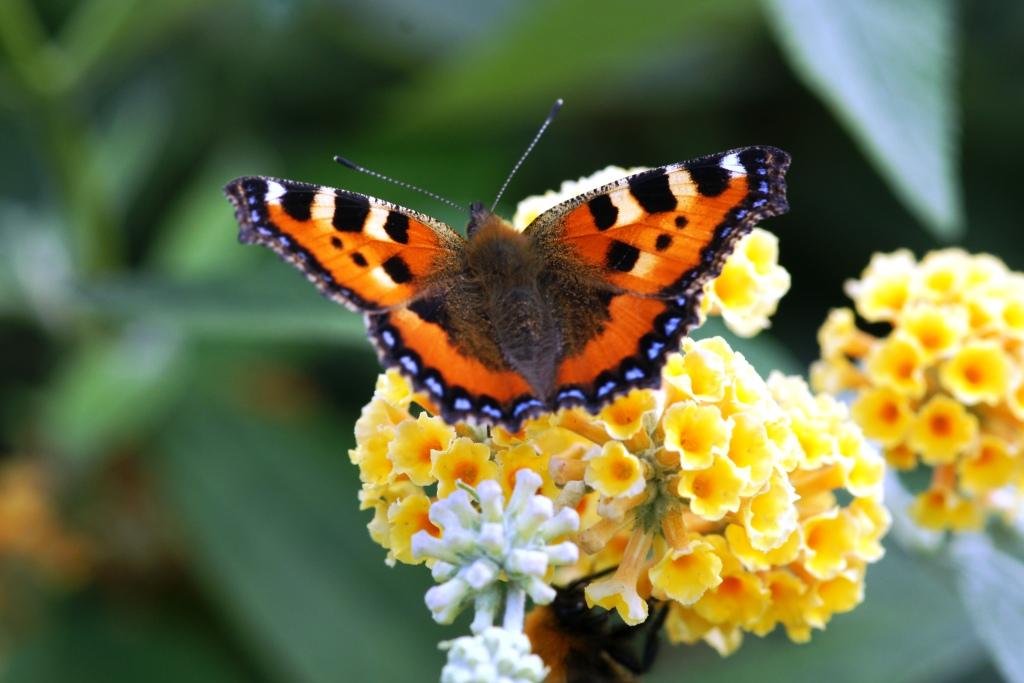 hans dornseiffen natuurfoto's vlinder