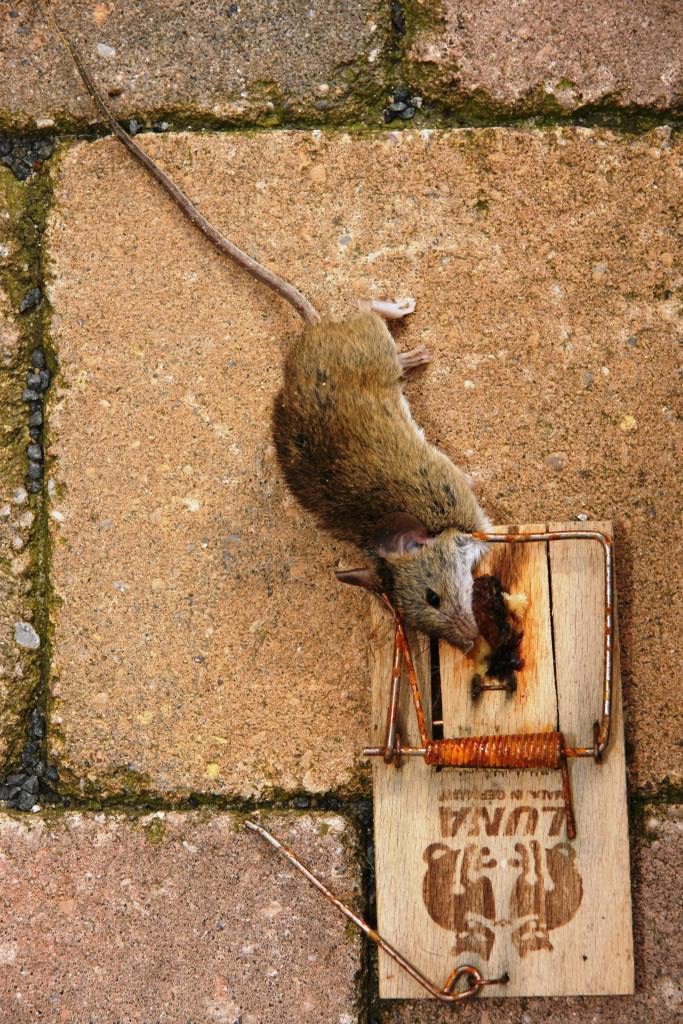 hans dornseiffen natuurfoto's dode muis