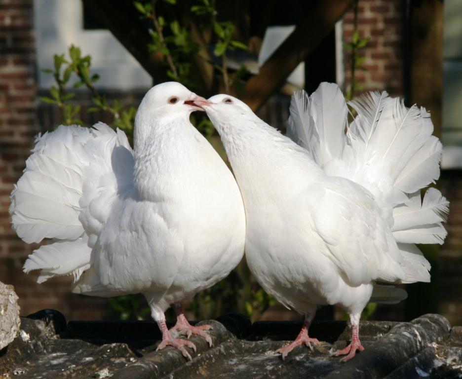 hans dornseiffen natuurfoto's duiven liefde