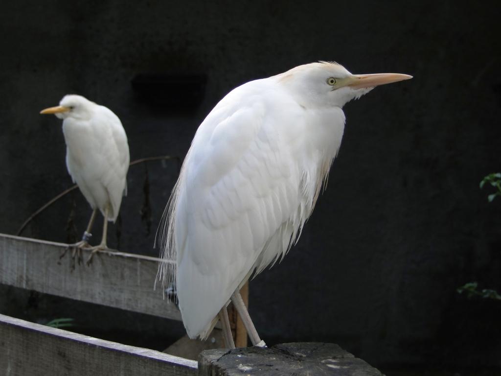 hans dornseiffen natuurfoto's